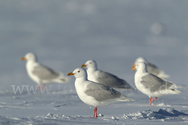 Eismöwe (Larus hyperboreus)