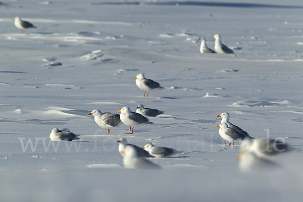 Eismöwe (Larus hyperboreus)