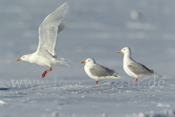 Eismöwe (Larus hyperboreus)