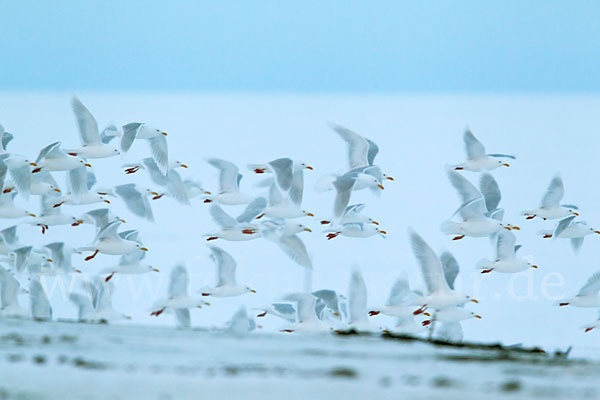 Eismöwe (Larus hyperboreus)