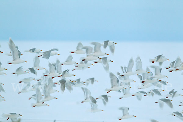 Eismöwe (Larus hyperboreus)