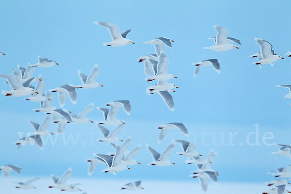 Eismöwe (Larus hyperboreus)