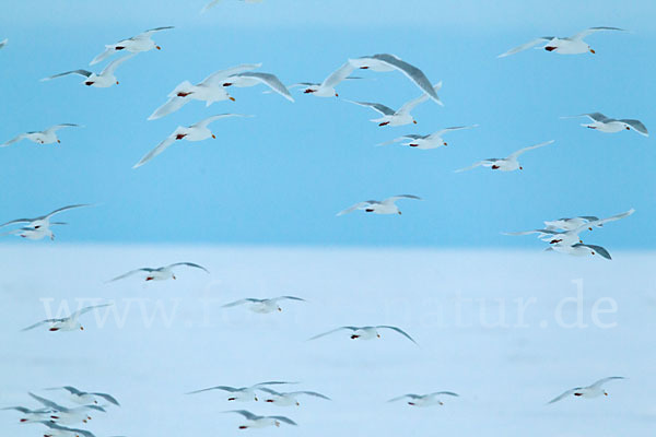 Eismöwe (Larus hyperboreus)