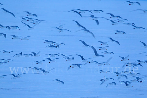 Eismöwe (Larus hyperboreus)