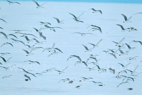 Eismöwe (Larus hyperboreus)