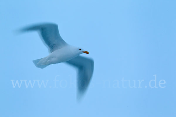 Eismöwe (Larus hyperboreus)