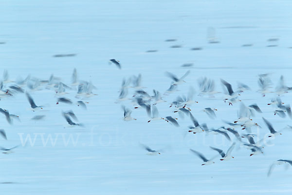 Eismöwe (Larus hyperboreus)