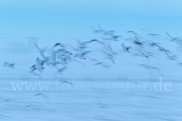 Eismöwe (Larus hyperboreus)