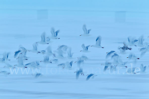 Eismöwe (Larus hyperboreus)