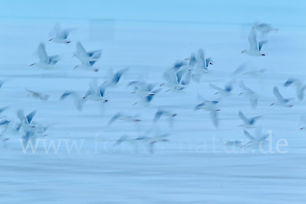 Eismöwe (Larus hyperboreus)