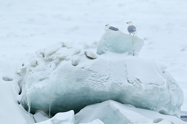 Eismöwe (Larus hyperboreus)