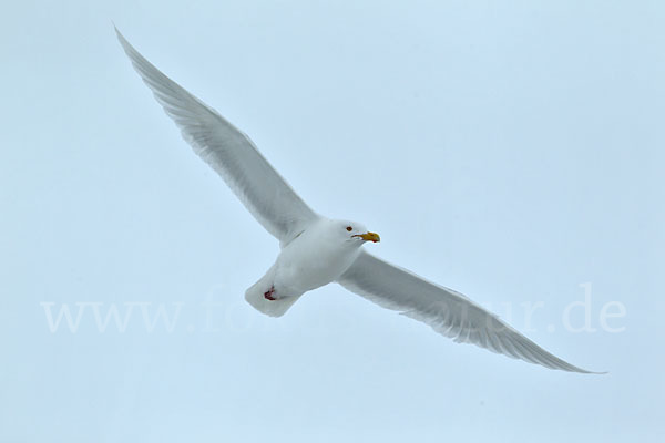 Eismöwe (Larus hyperboreus)