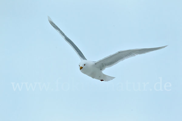 Eismöwe (Larus hyperboreus)