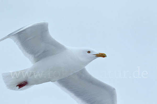 Eismöwe (Larus hyperboreus)