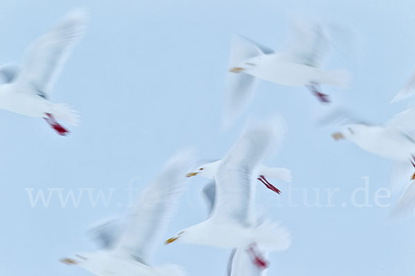 Eismöwe (Larus hyperboreus)