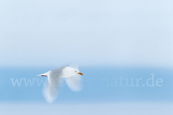 Eismöwe (Larus hyperboreus)