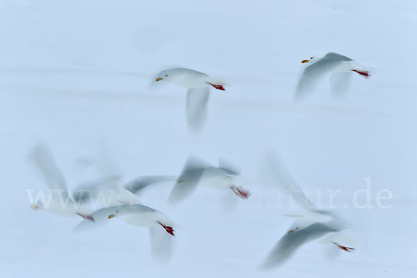 Eismöwe (Larus hyperboreus)