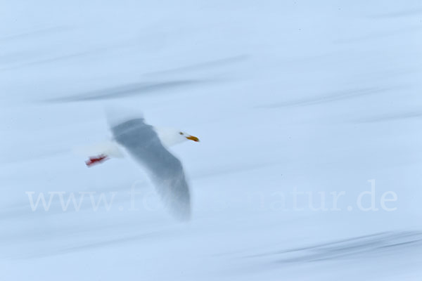 Eismöwe (Larus hyperboreus)