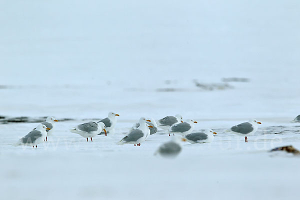 Eismöwe (Larus hyperboreus)