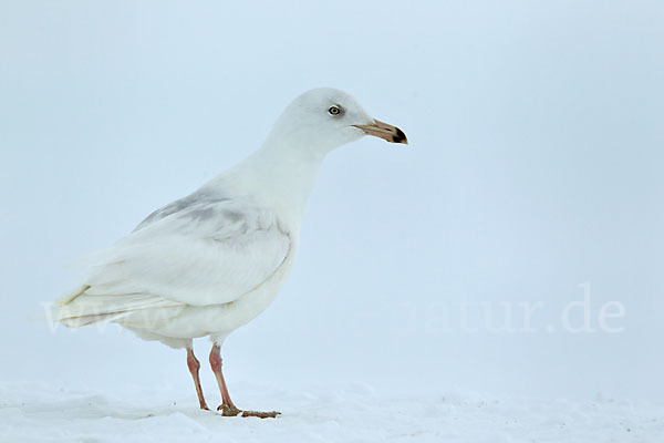 Eismöwe (Larus hyperboreus)