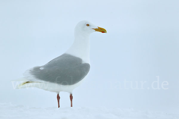 Eismöwe (Larus hyperboreus)