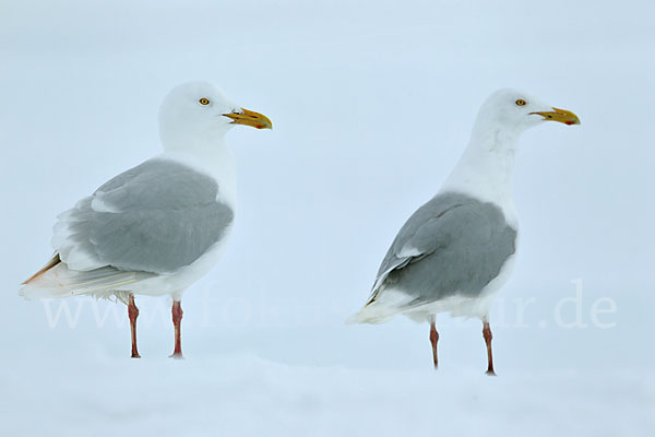 Eismöwe (Larus hyperboreus)