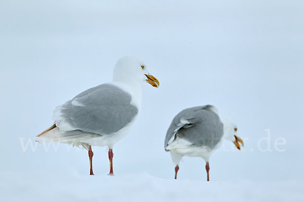 Eismöwe (Larus hyperboreus)