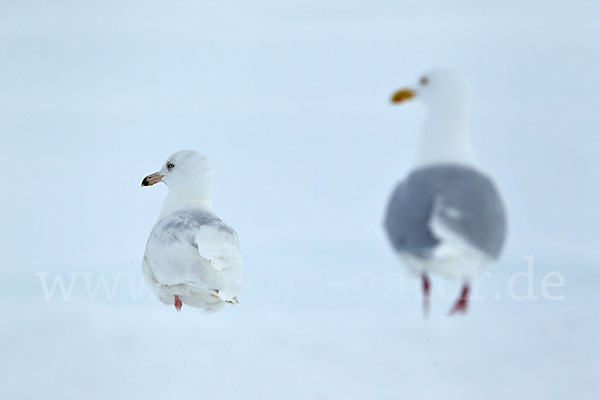 Eismöwe (Larus hyperboreus)