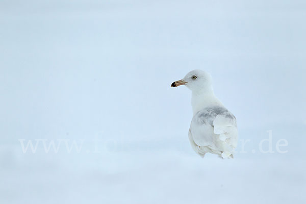 Eismöwe (Larus hyperboreus)