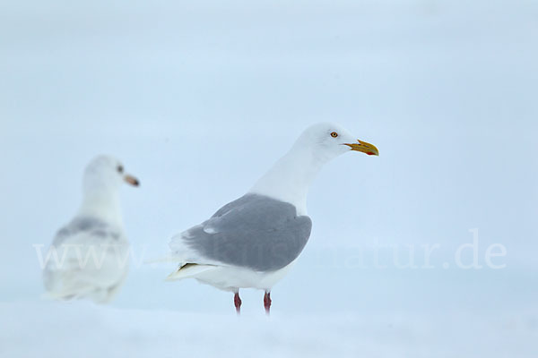 Eismöwe (Larus hyperboreus)