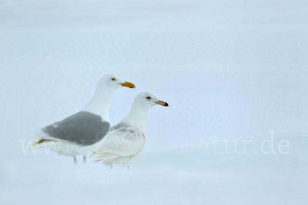 Eismöwe (Larus hyperboreus)