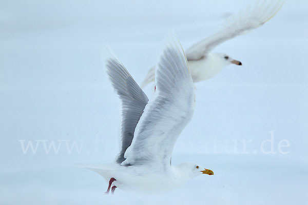 Eismöwe (Larus hyperboreus)