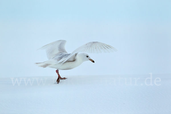 Eismöwe (Larus hyperboreus)