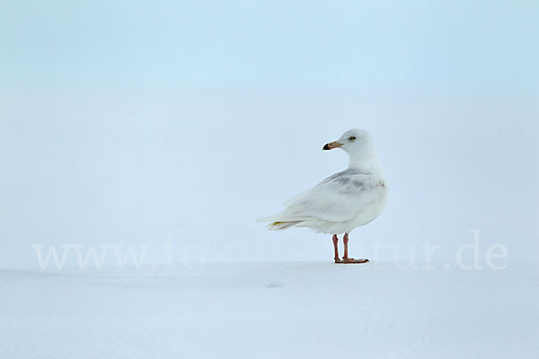 Eismöwe (Larus hyperboreus)