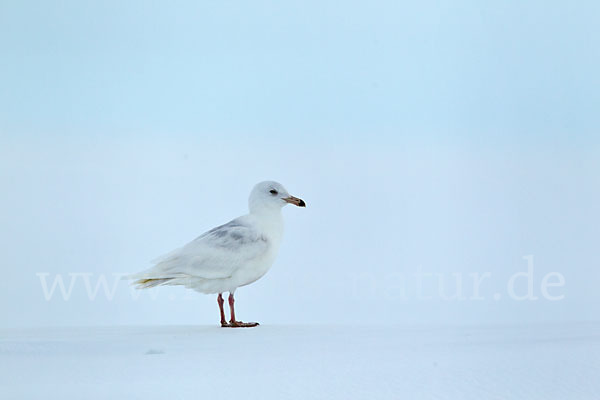 Eismöwe (Larus hyperboreus)