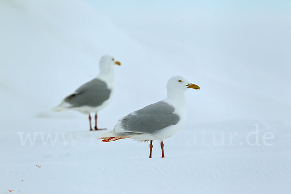 Eismöwe (Larus hyperboreus)