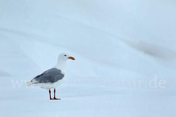 Eismöwe (Larus hyperboreus)