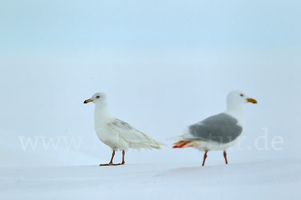 Eismöwe (Larus hyperboreus)