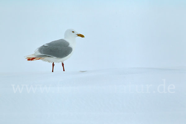 Eismöwe (Larus hyperboreus)