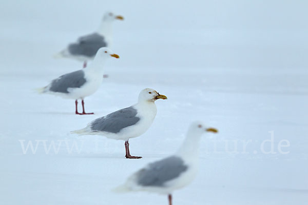 Eismöwe (Larus hyperboreus)