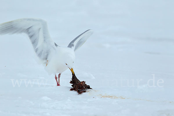 Eismöwe (Larus hyperboreus)