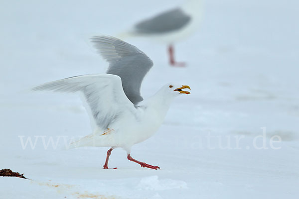 Eismöwe (Larus hyperboreus)