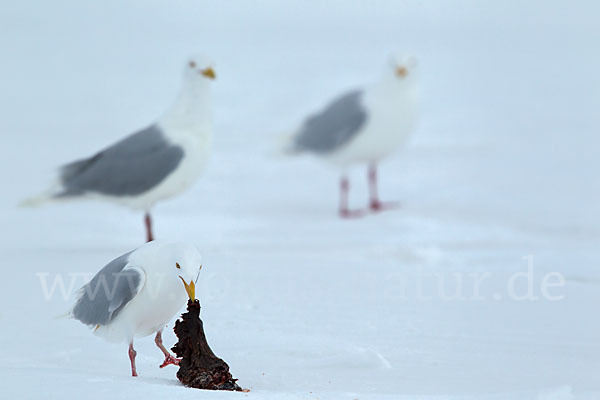 Eismöwe (Larus hyperboreus)