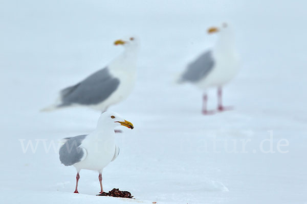 Eismöwe (Larus hyperboreus)