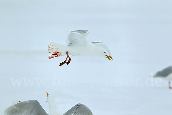 Eismöwe (Larus hyperboreus)