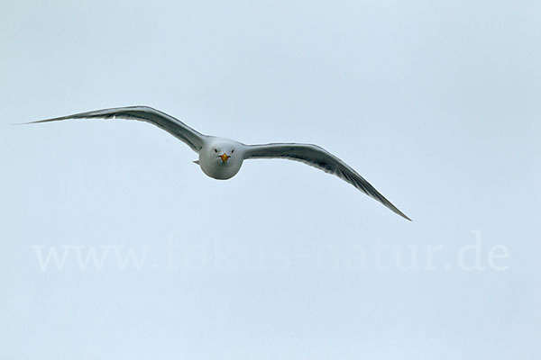 Eismöwe (Larus hyperboreus)