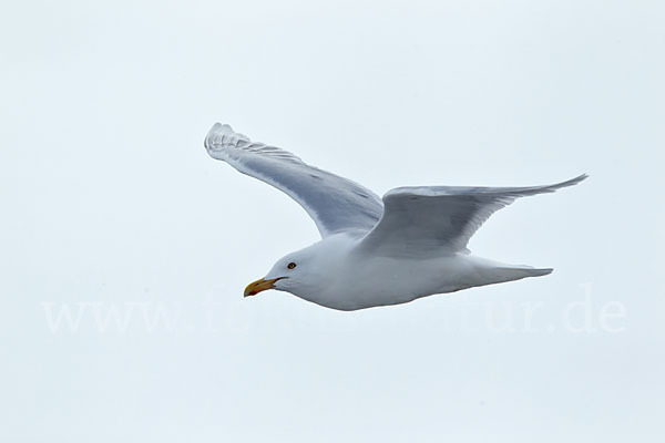 Eismöwe (Larus hyperboreus)