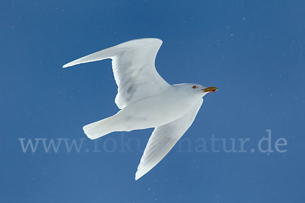 Eismöwe (Larus hyperboreus)