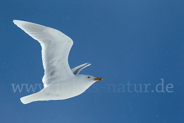 Eismöwe (Larus hyperboreus)