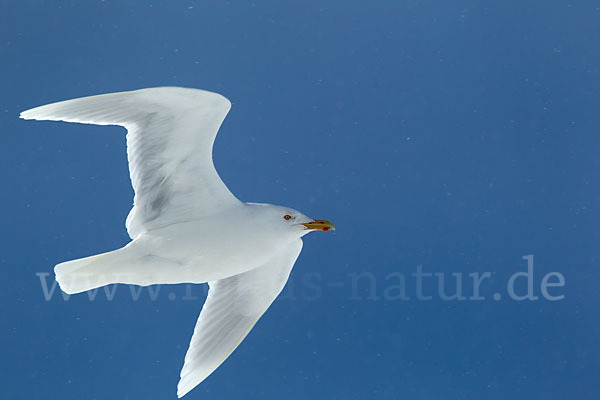 Eismöwe (Larus hyperboreus)